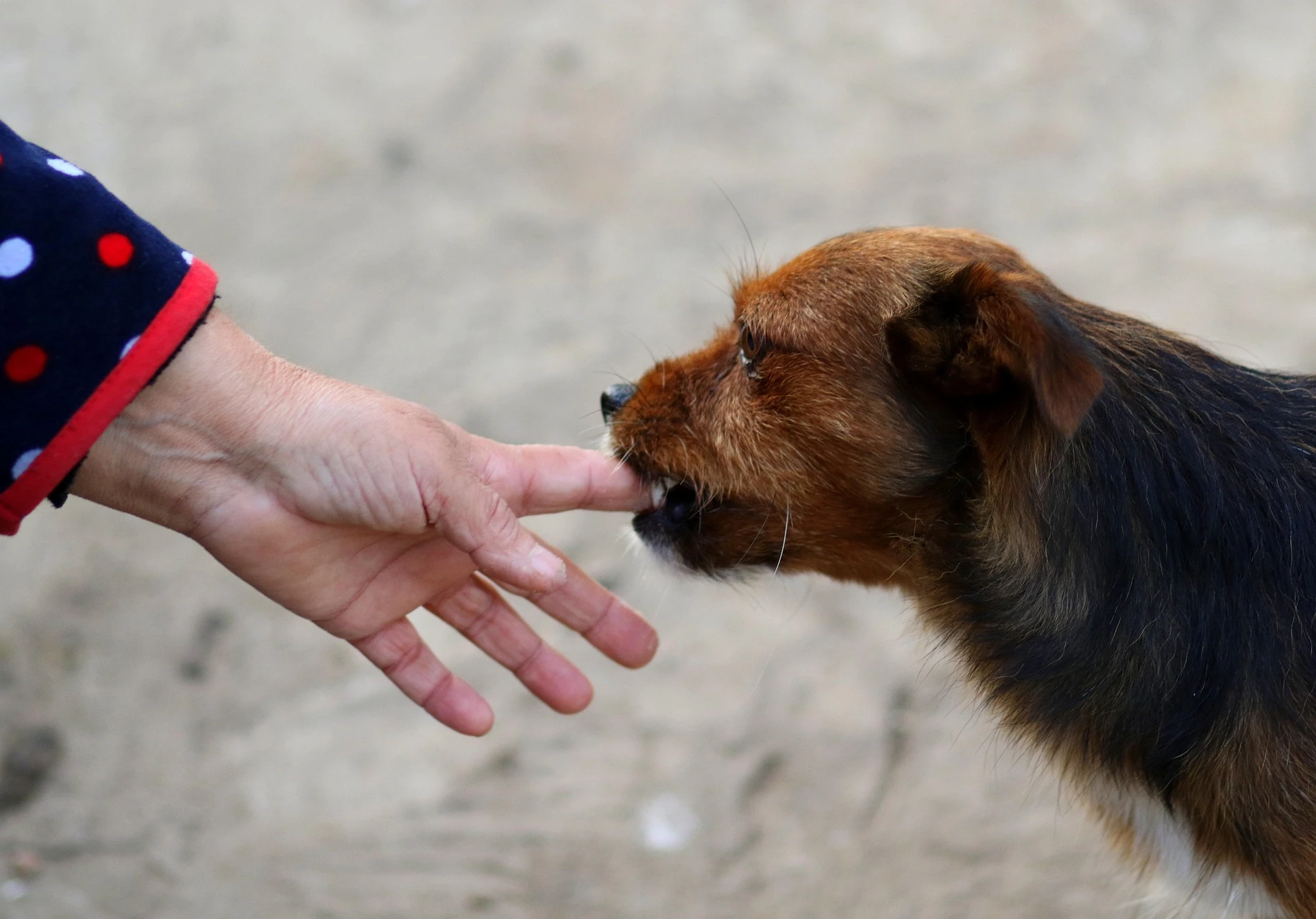 Bitten and Thinking About Suing? Here’s What a Dog Bite Lawsuit Really Looks Like in PA